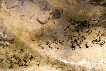 Tadpoles Swimming in a Shallow Pond