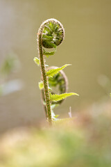 Close-up of a Young Fern Frond Unfurling