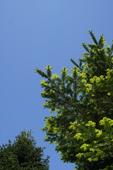 Fir tree branches with green foliage and new raw green sprouts on blue spring sky
