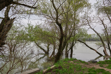 trees in the river growing on the bank