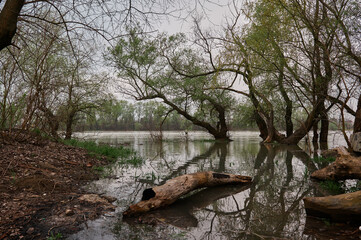 old tree near the shore, trees in the river growing on the shore