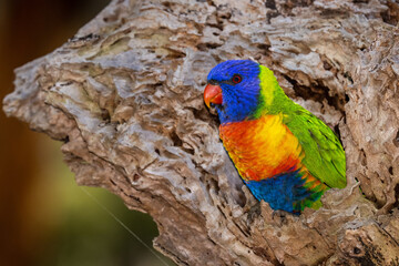 Australian Rainbow Lorikeet resting outside nest hollow