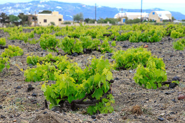 Close up of vine in Santorini vineyard, Greece 