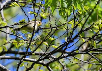 Palm Warbler bird perched in the tree 