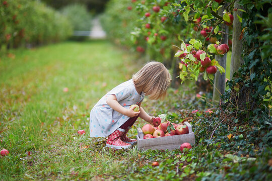 Adorable toddler girl picking red ripe organic apples in orchard or on farm on a fall day