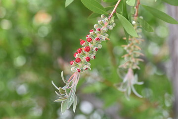 Flowers of Bottlebrush (Callistemon speciosus). Myrtaceae evergreen tree.