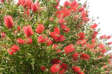 Flowers of Bottlebrush (Callistemon speciosus). Myrtaceae evergreen tree.
