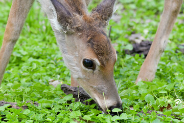 Wild deer in the forest in Springtime