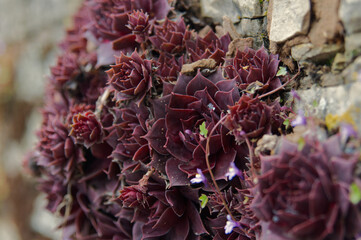 flowers on the rocks
