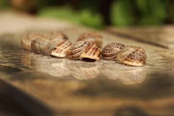 farmers who collect and sell snails and slugs