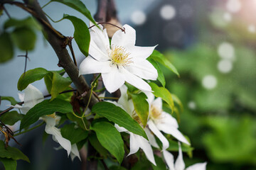 Beautiful white flower blossoms of Clematis 'Hyde Hall' flowering among foliage and stems over a...