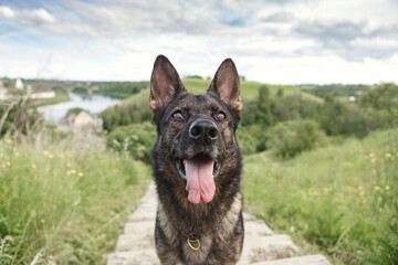 Beautiful happy dog on the background of the landscape. German shepherd breed.