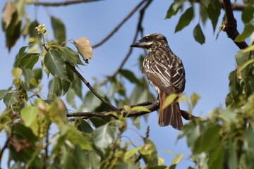 streaked flycatcher (Myiodynastes maculatus) perched in a tree