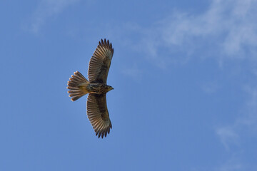 Harris's hawk (Parabuteo unicinctus) in flight