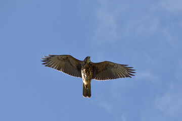 Harris's hawk (Parabuteo unicinctus) in flight