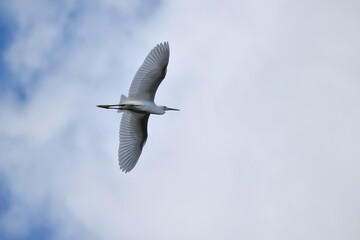 snowy egret (Egretta thula) in flight