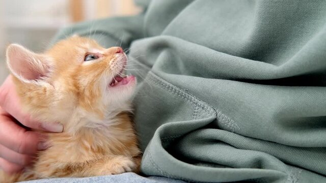 4k little red ginger striped kitten meowing and looking to owner.Girl stroking red kitty. Healthy adorable domestic pet cat friend