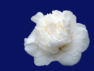 Camellia flower