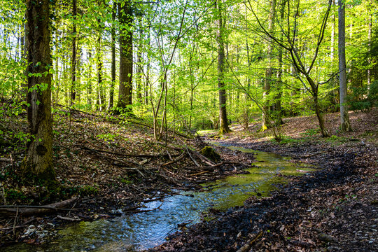 Hase im Teutoburger Wald