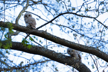 Tawny owl hiding between branches. Chick of brown owl await parents. Owls in the spring forest. European wildlife. 