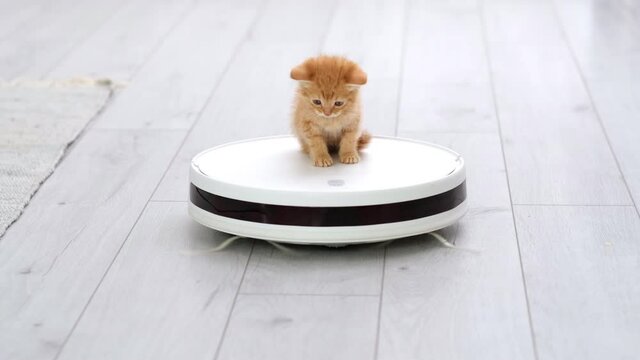 4k Funny little ginger kitten is riding on white robot vacuum cleaner at home. Red cat playing in the modern interior with vacuum cleaner and looking down like it is getting cleaner