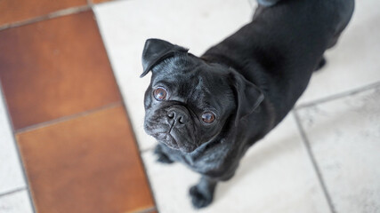 Small black dog pug puppy in Mexico City, Mexico.