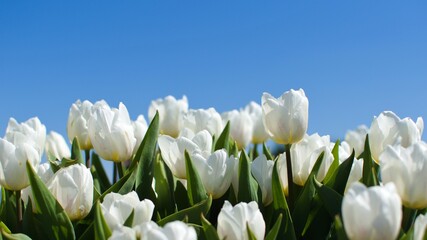 delicate white tulips close up against blue sky. side view