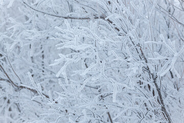 Fototapeta premium Snow and rime ice on the branches of bushes. Beautiful winter background with trees covered with hoarfrost. Plants in the park are covered with hoar frost. Cold snowy weather. Cool frosting texture.