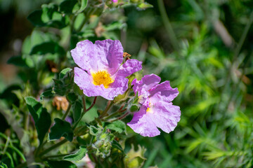 Close-up shot of Hoary Rock-Rose (Cistus creticus)