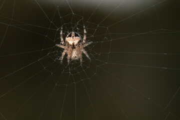 Small spider of the family of Orb-web spiders, Araneidae, on web, isolated on a natural green background.