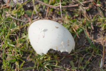 Hatched greylag goose egg on a grass. In Scandinavia Denmark