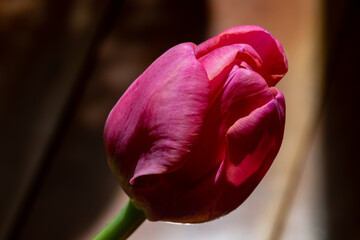 A macro of a vibrant pink tulip garden flower with delicate soft petals and a mint green stem. There's a little yellow on the base of the delicate flower. The background is a blurred dark color.