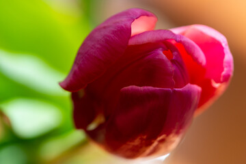 A macro of a vibrant pink tulip garden flower with delicate soft petals and a mint green stem. There's a little yellow on the base of the delicate flower. The background is a blurred light color.