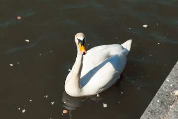 A white swan swims in a pond..