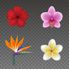 Set of isolated tropical flowers. colorful exotic flowers for summer backgrounds