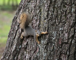 Obraz premium A Young Squirrel Playing and Foraging in the Chickasaw National Recreation Area
