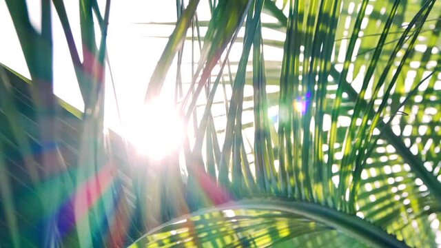 南国の植物ココスヤシの木漏れ日