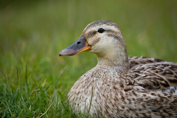 Female Mallard duck in springtime, North Yorkshire, United Kingd