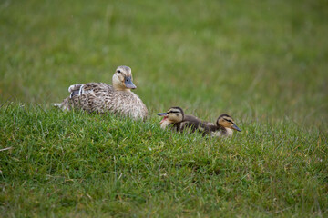 Mallard ducklings in springtime, North Yorkshire, United Kingdom