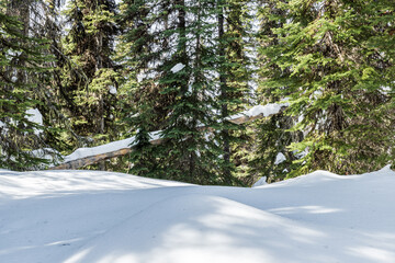 evergreen trees in a winter forest with fresh snow during sunny day