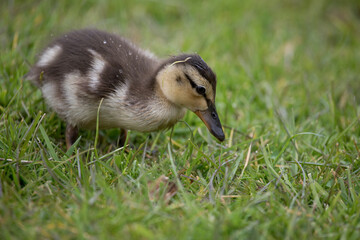 Mallard duckling in springtime, North Yorkshire, United Kingdom