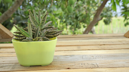 Kalanchoe daigremontiana, commonly called bad mother, aranto or Devil's backbone, is a succulent plant in the Crassulaceae family