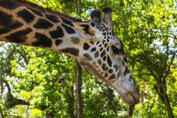 Close-up of a giraffe head lowering its head in search of food