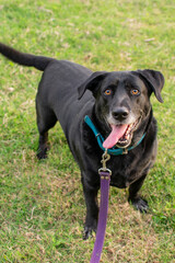 hermoso perro enano labrador color negro tomandose fotos  al aire libre 