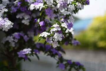 Yesterday-Today-and -Tomorrow flowers. Solanaceae evergreen shrub.