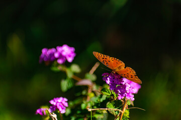 Mariposa Monarca polinizando en el jardín. Canelones, Uruguay