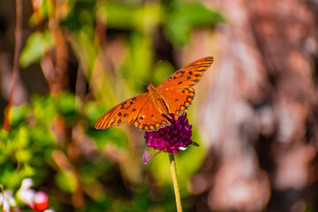 Mariposa Monarca polinizando en el jardín. Canelones, Uruguay