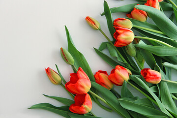 red tulips lie on a light background