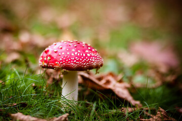Pirianda Gardens in Victoria Australia