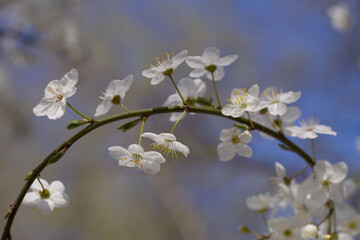 Blossoming cherry branch in spring garden with close up. Fruit tree blooming. White fragranced flowers on the natural arch.